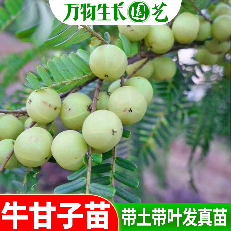 油甘果苗油柑树苗油甘苗牛甘子苗油甘子苗大玉余甘果苗嫁接果树苗