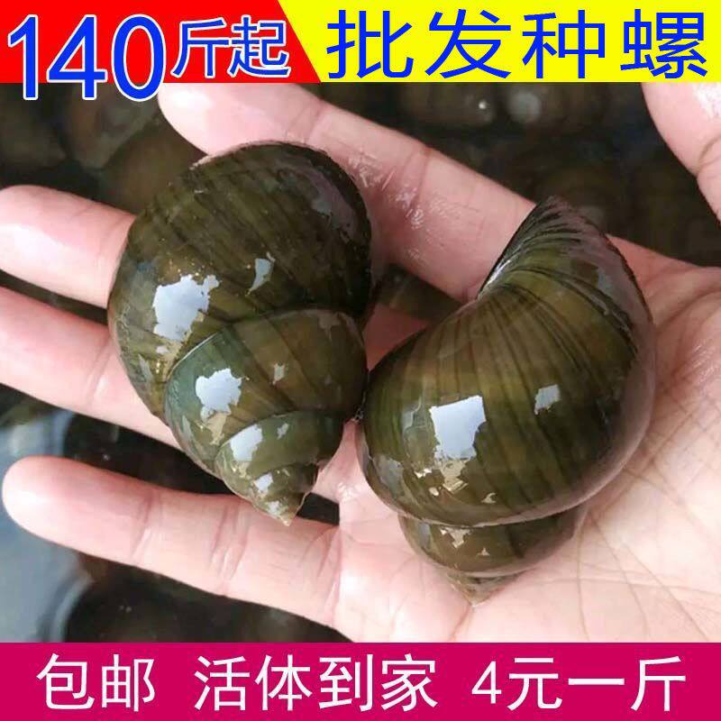 140斤起发货鲜活大号田螺种苗淡水养殖活体田螺种包邮新鲜螺蛳肉