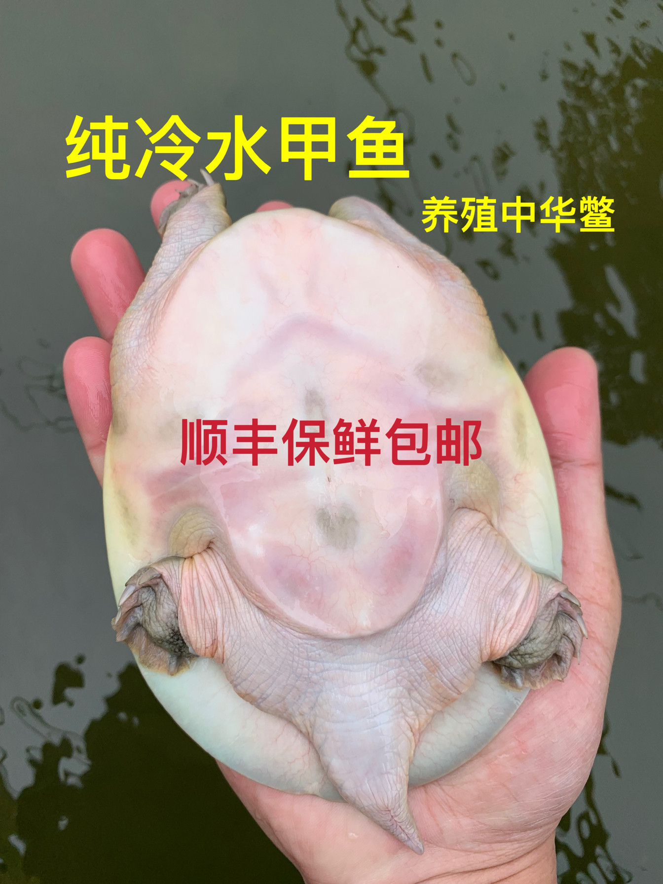 小甲鱼中华鳖甲鱼苗黄河甲鱼种苗王八团鱼活体甲鱼水鱼顺丰包邮