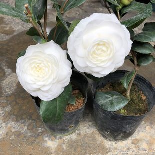 东方亮水晶白洁白无暇2年苗茶花盆栽好养活室内外四季别墅花卉