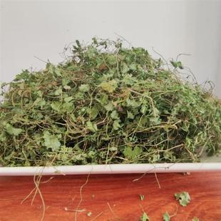 天胡荽新鲜满天星地星秀潮汕土地锦破铜钱铺地锦落得打明镜草干货