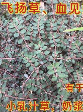 小飞扬草天然新鲜现摘 地锦草 奶浆草铺地红 小乳汁草奶汁藤