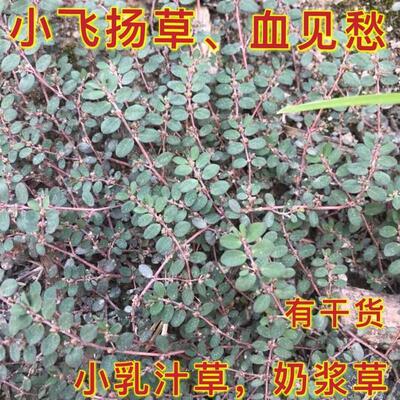 小飞扬草天然新鲜现摘 地锦草 奶浆草铺地红 小乳汁草奶汁藤