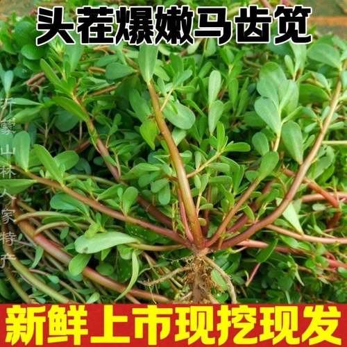 新鲜野生马齿苋野菜现挖马蜂菜长命菜长寿菜整棵马齿苋带根五行草