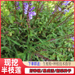 半枝莲种苗 原杯原泥发货乡间野草阳台绿植盆栽原土种苗中草药