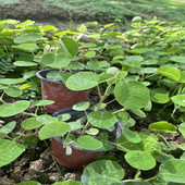 包邮 大叶金钱草绿植盆栽原土 即种 溶石排石中草药 广金钱草种苗