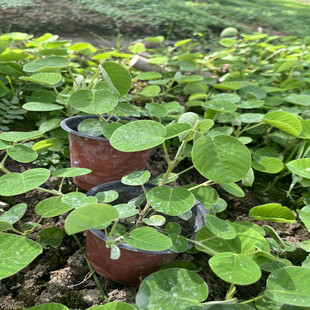 广金钱草种苗 溶石排石中草药 大叶金钱草绿植盆栽原土包邮即种
