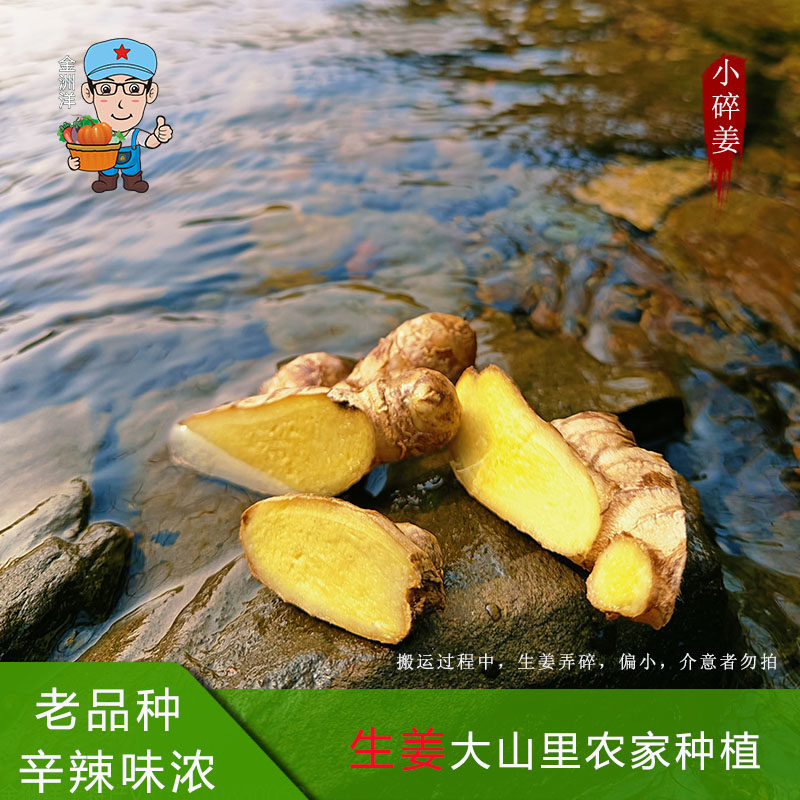 江西深山老品种小黄姜土姜土品种月子姜中药材药用黄姜粉香料食用