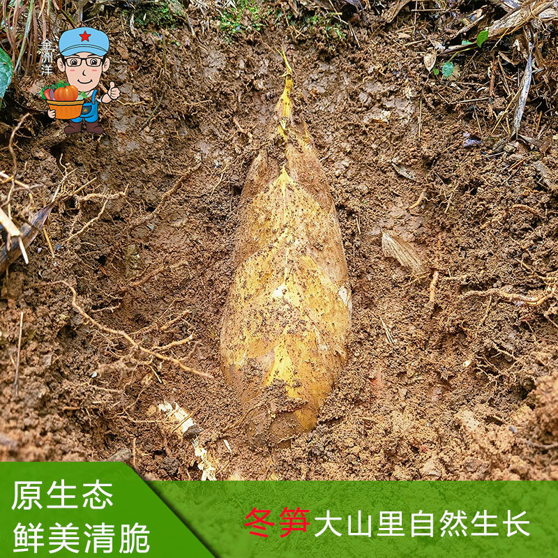 江西大山深处新鲜现挖冬笋黄泥拱带壳毛竹笋冬笋5斤装