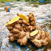 江西保护区深山老品种小黄姜 土品种月子姜自留种老姜辛辣500g