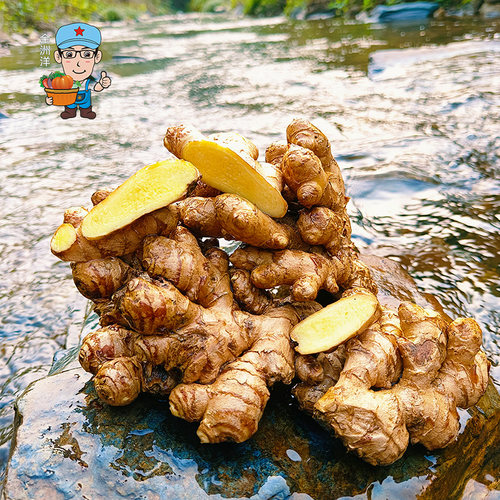 江西保护区深山老品种小黄姜 土品种月子姜自留种老姜辛辣500g - 封面