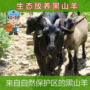 大山深处自然生态区自然农家散养黑山羊纯正品质带皮新鲜山羊肉