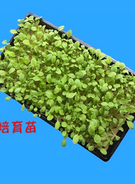 育苗海绵配套水培蔬菜育苗盘黑色无土栽培种植棉塑料盒种子种菜盆