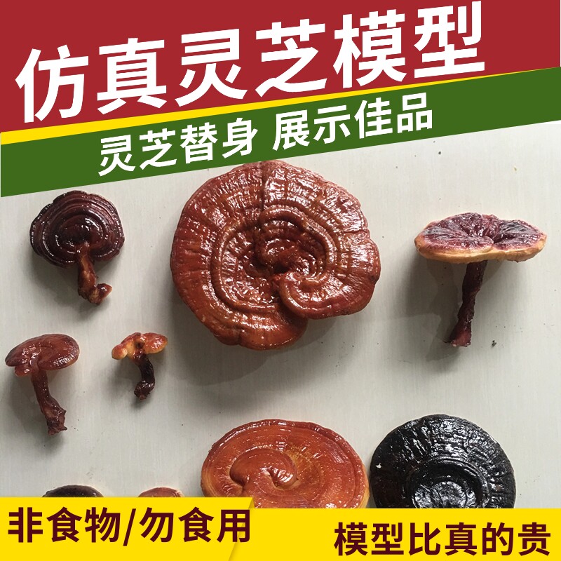 定制仿真假灵芝中药材标本模型林芝食物标本橱窗展台摆样道具拍摄