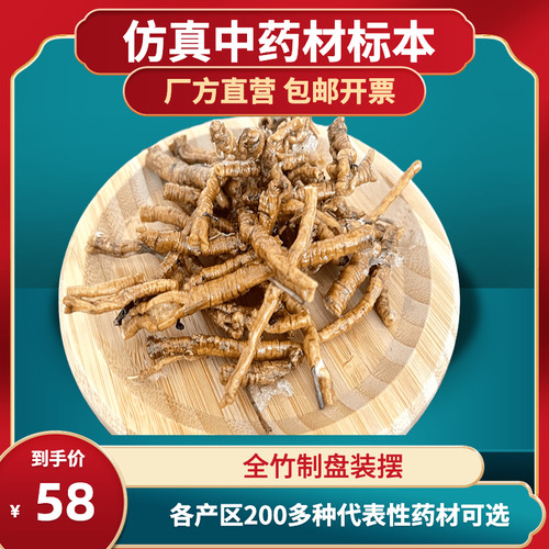 仿真中药材种子瓶标本模型博物馆医学院校中小学科普科教开票定制 - 封面