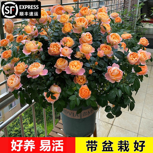 果汁阳台月季大苗带花苞欧月灌木大花四季丰花花卉勤花植物室内庭 - 封面