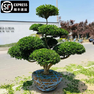 小叶黄杨造型树盆景庭院别墅绿化独杆冬青树苗黄杨树四季常青树苗
