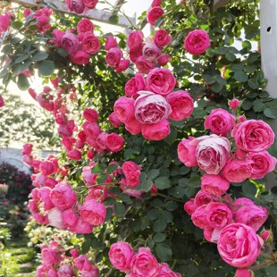 艾拉绒球藤本月季多头爬藤大苗蔷薇花苗阳台盆栽庭院玫瑰爬墙植物