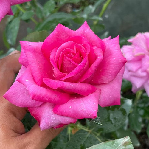 诉说月季花苗四季浓香切花玫瑰