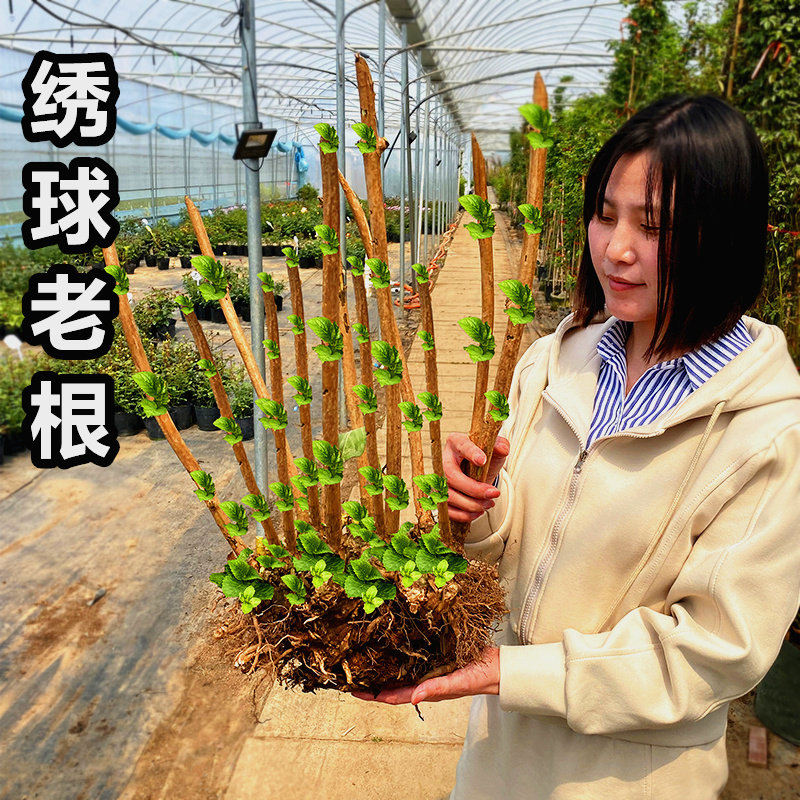 绣球无尽夏老桩花苗盆栽大苗老根多年生花卉庭院地栽阳台花好养活