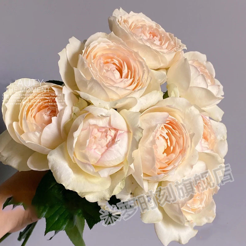 龙猫月季花苗大花多季盆栽阳台玫瑰切花浓香庭院花卉勤花蔷薇植物