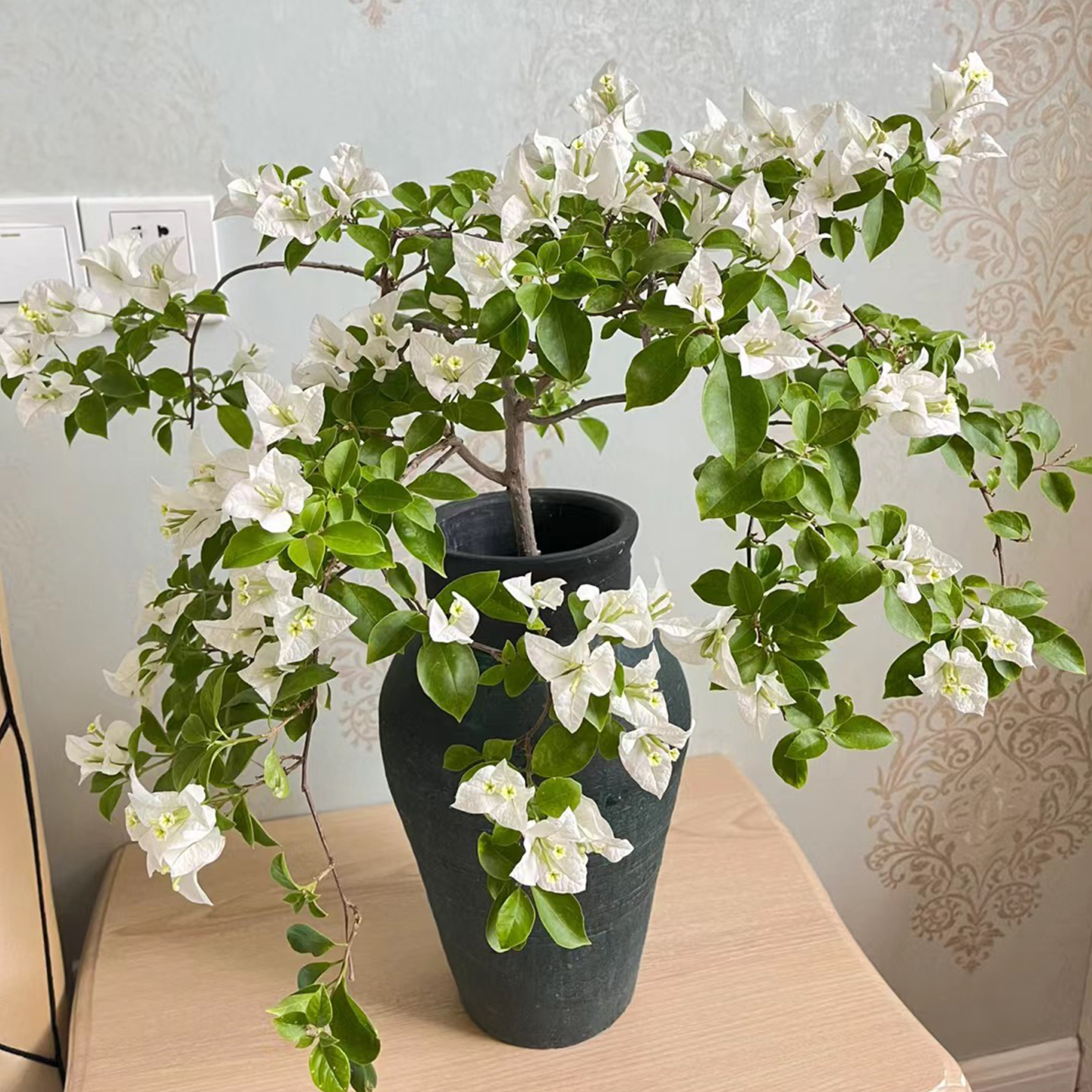 白雪公主三角梅老桩盆栽白色爬藤