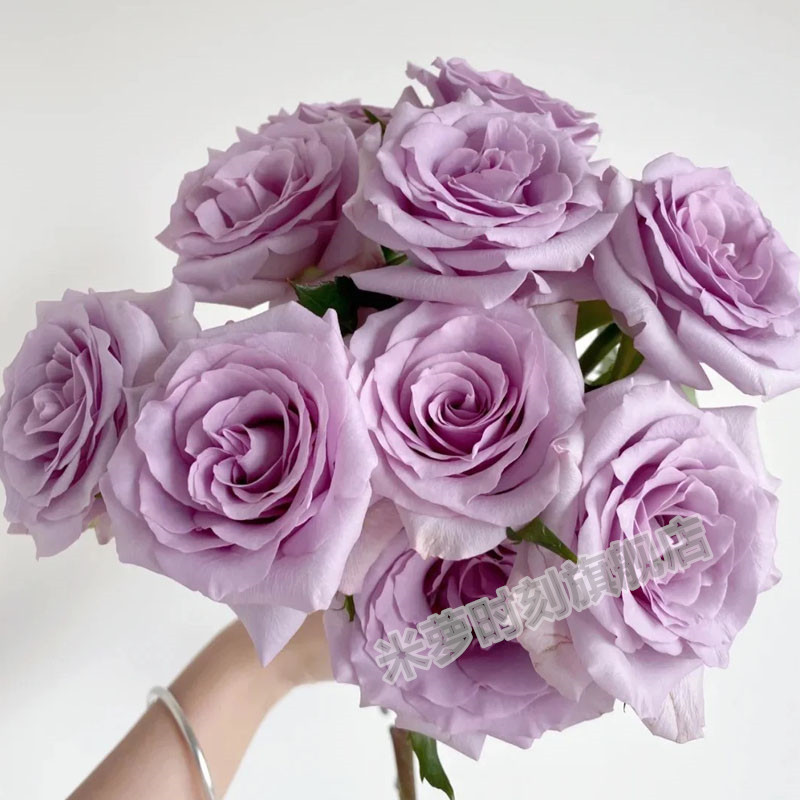 海洋之谜月季花苗大花多季开盆栽阳台玫瑰花庭院花卉勤花蔷薇植物