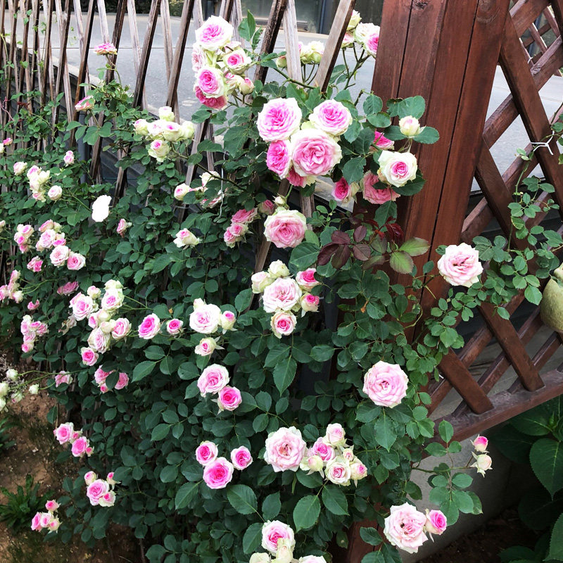 藤小伊爬藤月季大苗阳台多季藤蔓爬墙花苗藤本母系蔷薇花卉庭院