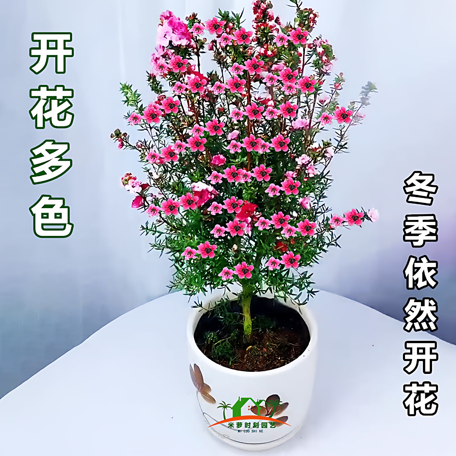 带花苞耐寒盆栽阳台四季松红梅图片