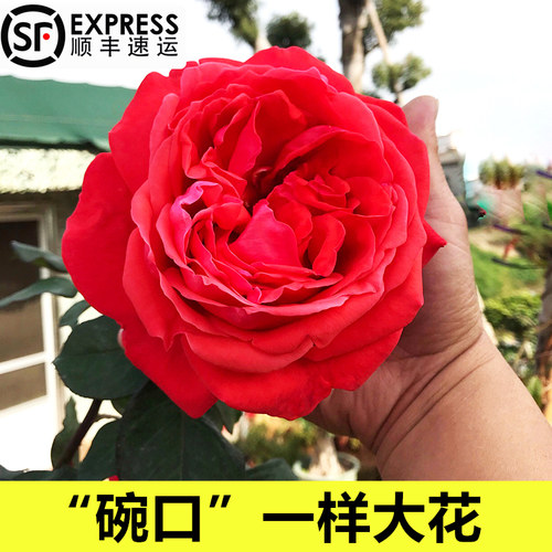 绯扇大花月季特大花浓香切花玫瑰