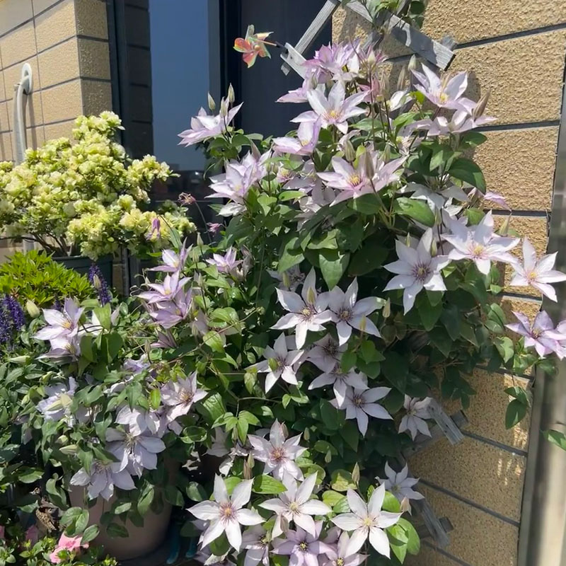 吉赛尔铁线莲花苗爬藤花卉植物重瓣大花藤本花卉庭院爬墙四季无刺