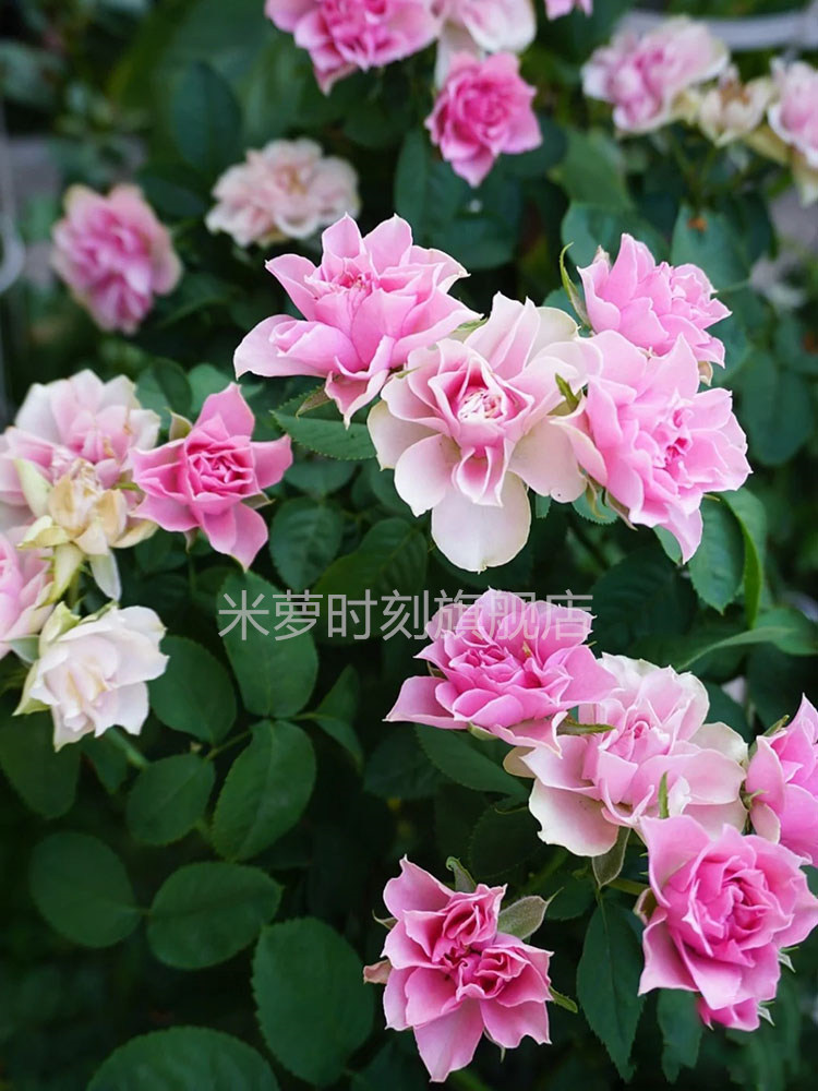 仿古花束月季花苗大花多季开盆栽阳台玫瑰花庭院花卉勤花蔷薇植物