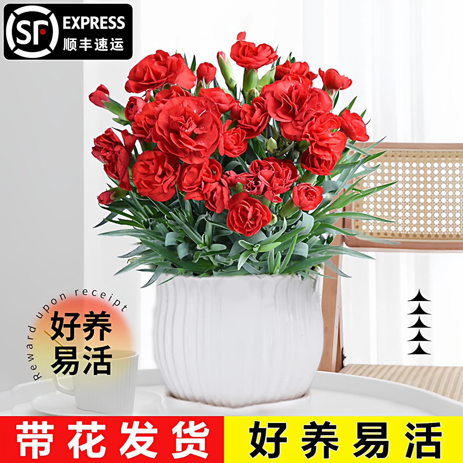 康乃馨盆栽花苗带花室内阳台盆栽重瓣花卉石竹花四季庭院大花