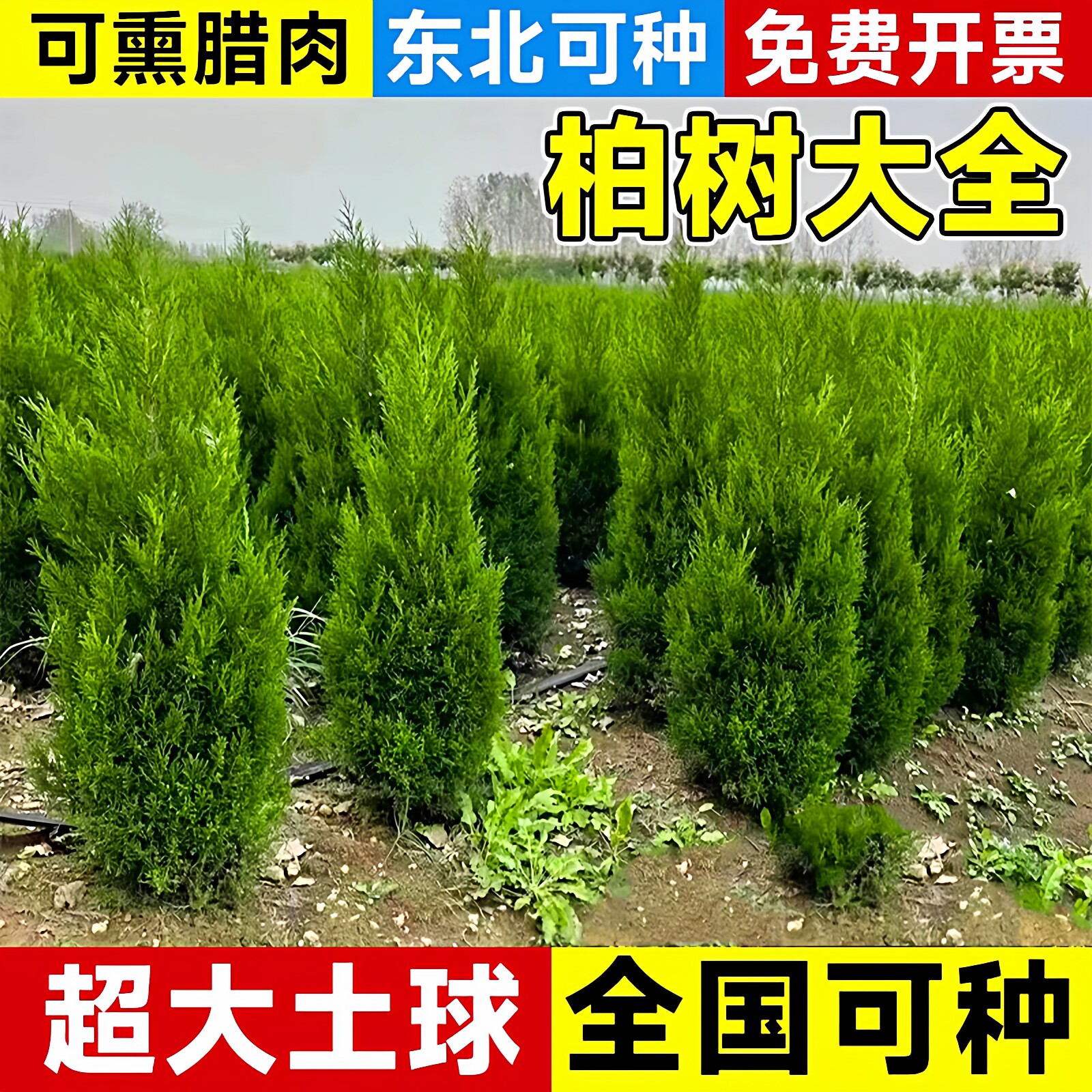 塔柏树苗带土大树四季常青耐寒易活庭院园林道路绿化龙柏侧柏苗木