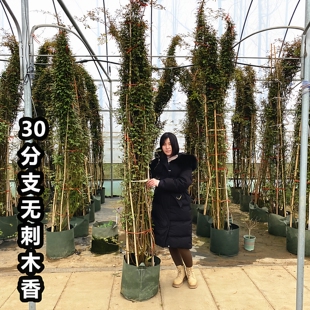 无刺四季红木香花苗爬藤月季庭院阳台盆栽带花蔷薇花浓香白黄木香