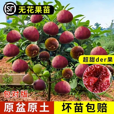 无花果树南北方种植耐寒果苗