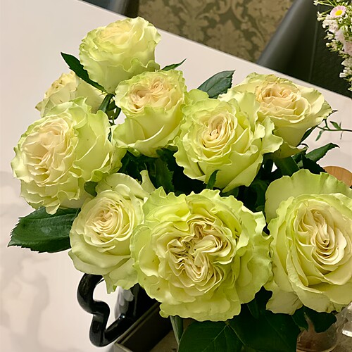 琉璃翠月季大花浓香四季开花勤花