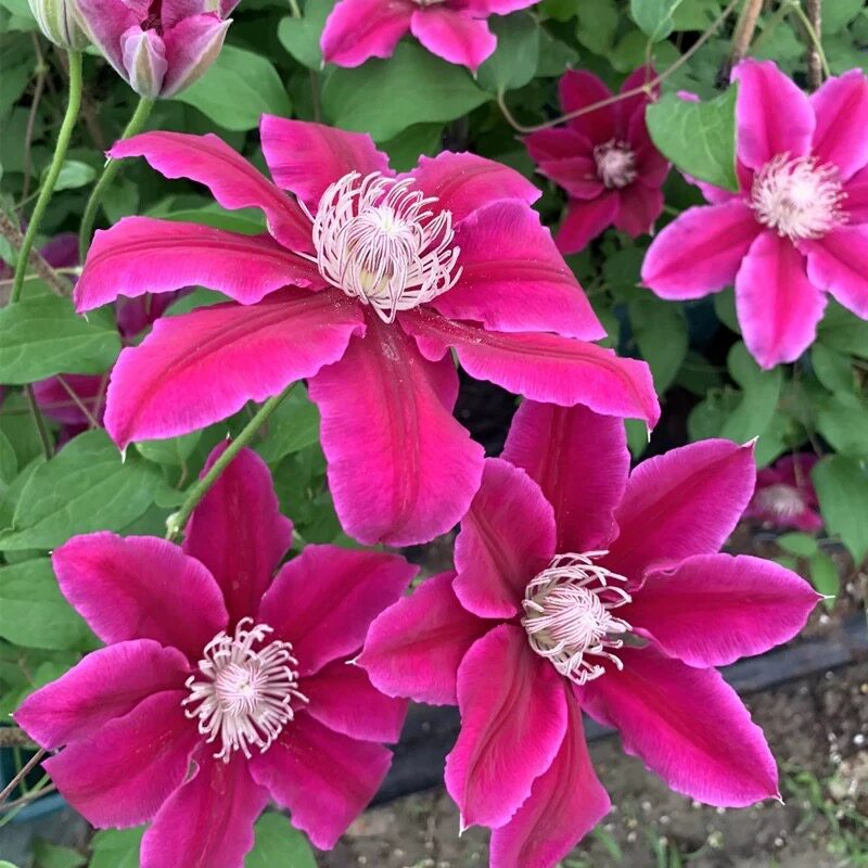 锦铁线莲花苗爬藤花卉植物重瓣大花藤本花卉庭院爬墙四季花无刺