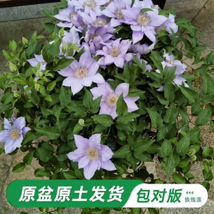 故里铁线莲大苗爬藤植物单瓣大花四季无刺攀爬庭院耐寒爬墙花垂吊
