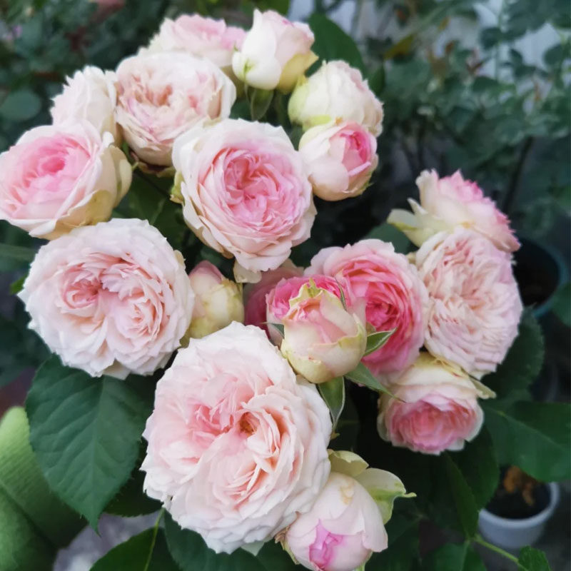 蛋白石宝石月季花苗大花多头盆栽阳台玫瑰花庭院花卉勤花蔷薇植物