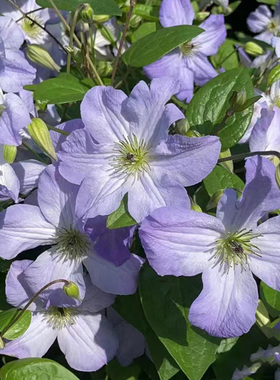 海风铁线莲花苗盆栽爬藤花藤本皇后半重瓣大花丰花无刺攀援海之息