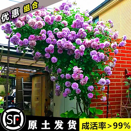 蔷薇花苗爬藤月季四季浓香阳台盆栽大苗藤本植物庭院浓香大花爬墙