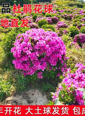 苗圃现挖现卖带大土球发货