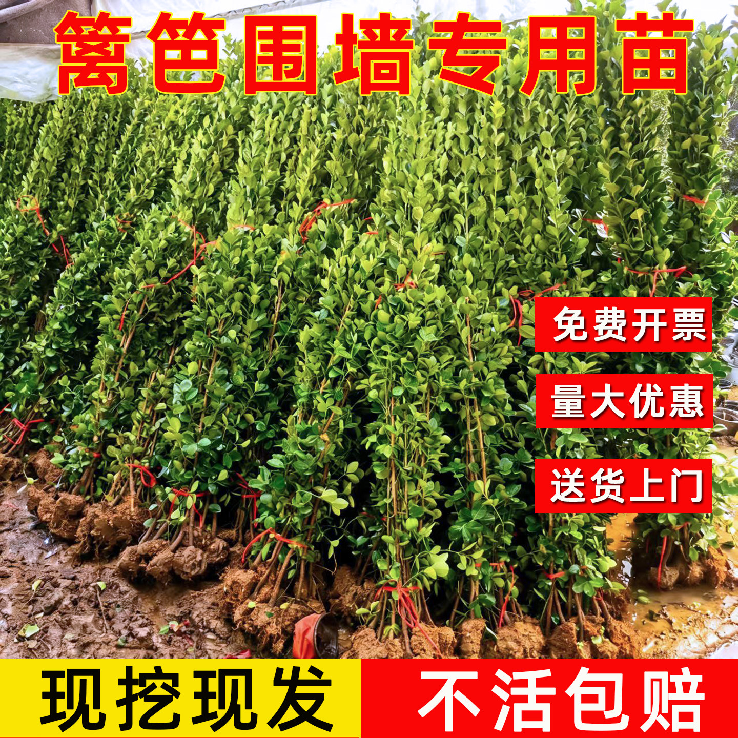 北海道黄杨苗直立冬青树苗大叶黄杨四季常青耐寒庭院围墙绿篱笆墙