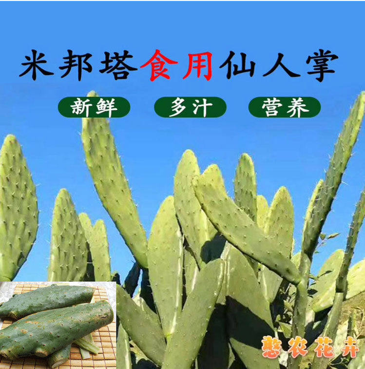 食用仙人掌新鲜老嫩片梨果仙人掌种植片外敷内服蟹爪兰嫁接苗包邮