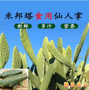 食用仙人掌老片新鲜嫩片仙人掌种植片灌肤外敷内服嫁接绿植苗包邮