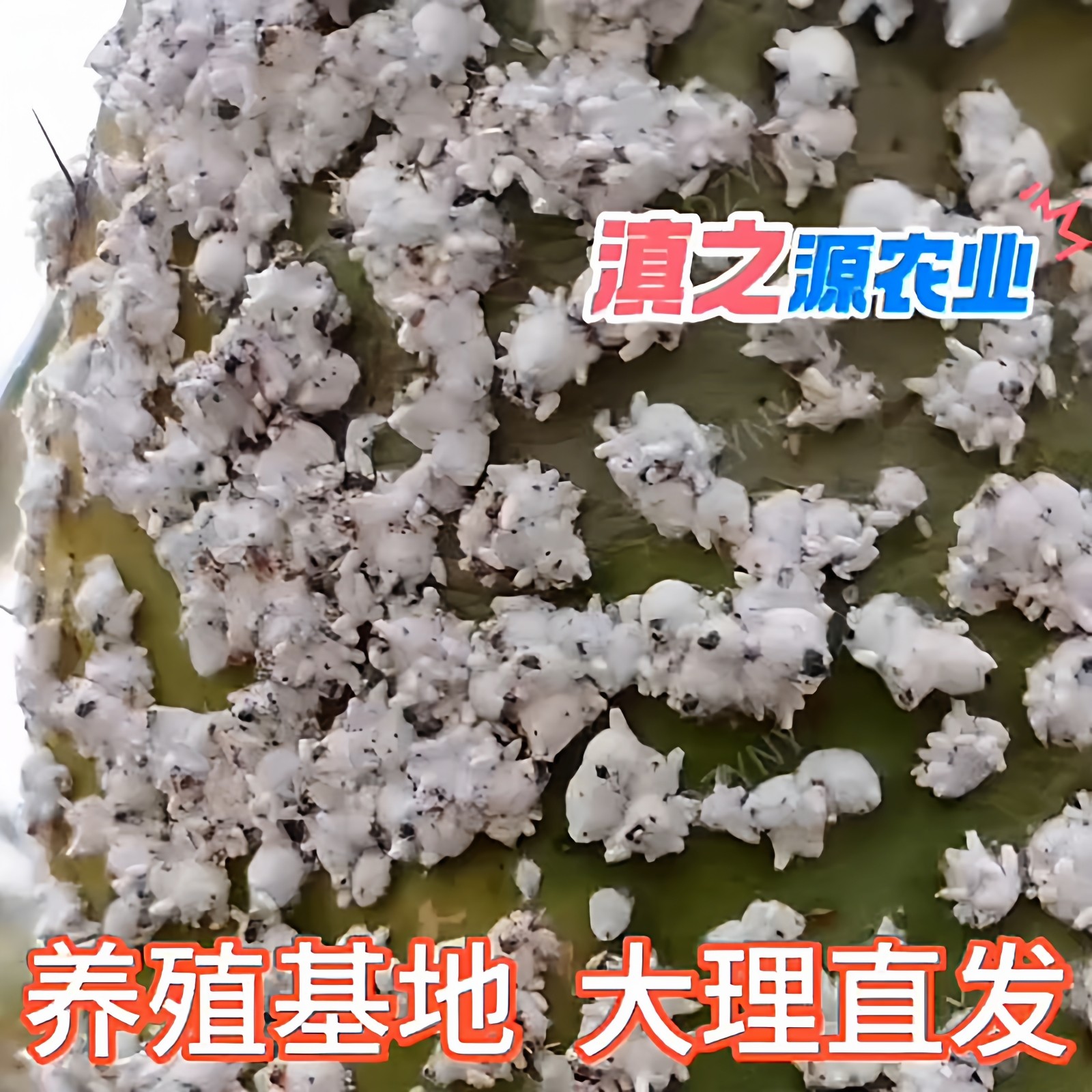 仙人掌养殖胭脂虫胭脂虫繁殖胭脂虫带掌片成虫幼虫卵虫干零售包邮,鲜花速递/花卉仿真/绿植园艺,多肉植物,淘宝优惠券,粉丝福利购,淘宝优惠卷