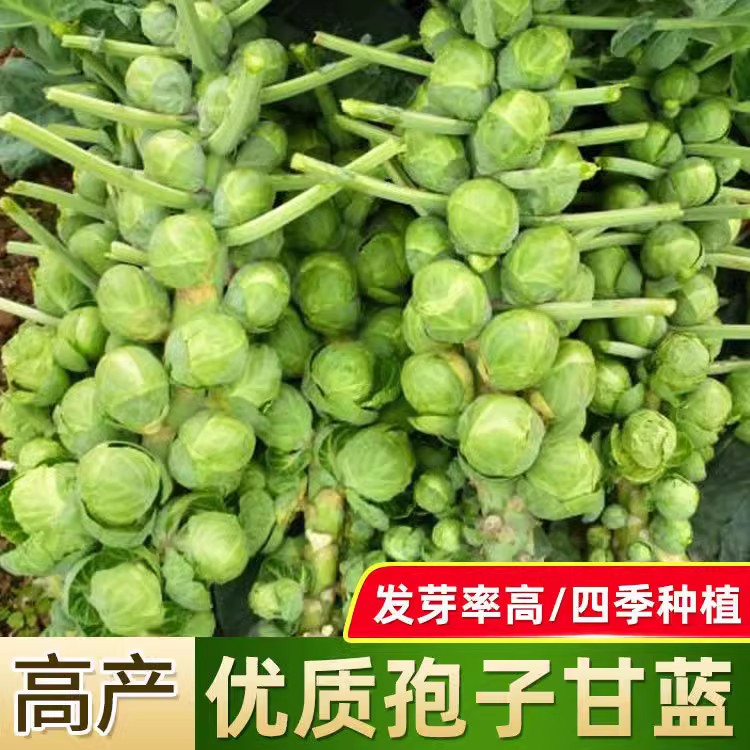 抱子甘蓝苗孢子甘蓝种苗蔬菜种籽紫子持小包菜卷心菜包心菜孑菜种