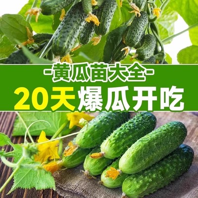 水果黄瓜苗秧阳台蔬菜苗种植盆栽南方玉女小青瓜嫁接春播四季大全