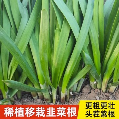 韭菜根苗紫根红根带土蔬菜宽叶大叶独根红韭菜根种籽子种子盆栽苗